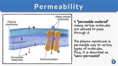 measuring cell membrane thickness|high vs low membrane permeability.